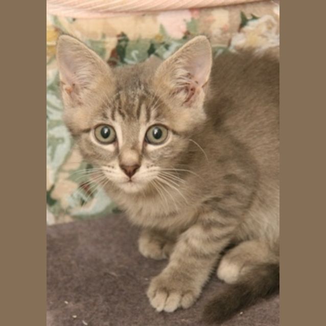 Photo of Sage
