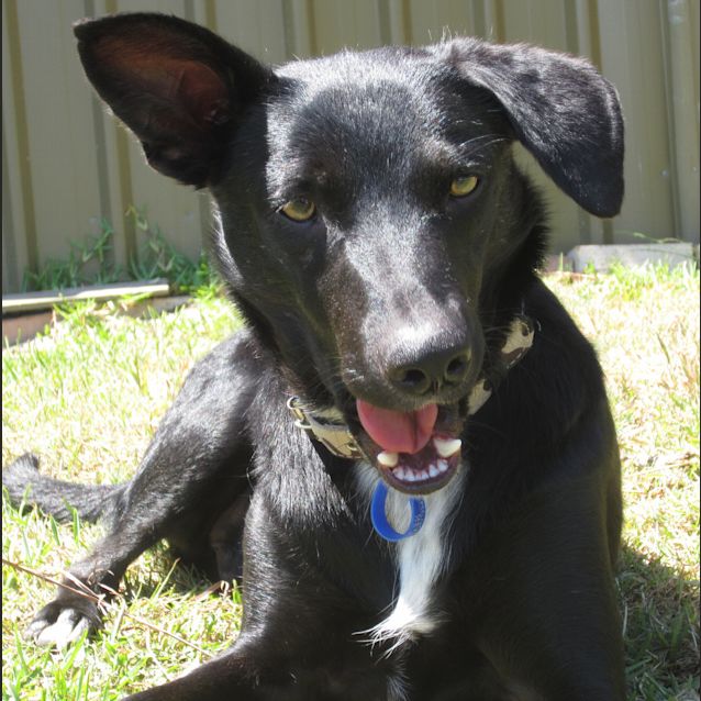 Photo of Diesel (2) (On Trial 24/12/12)