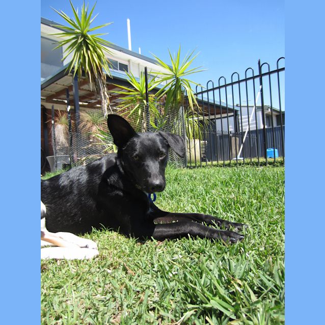 Photo of Diesel (2) (On Trial 24/12/12)