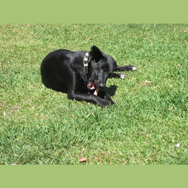 Photo of Diesel (2) (On Trial 24/12/12)