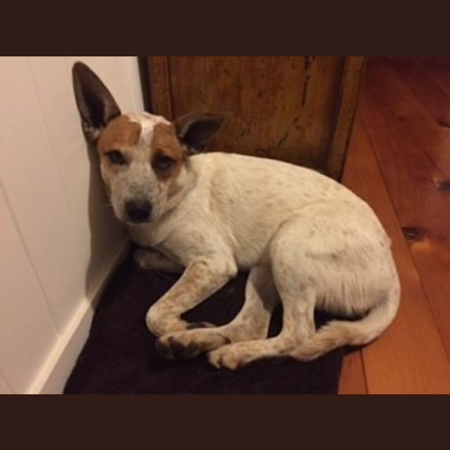 Photo of Missy