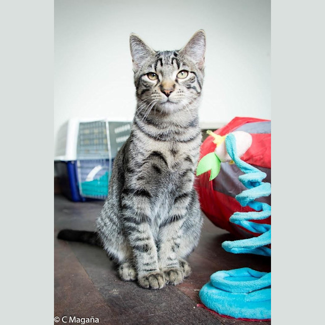 Photo of Silver Ec0188 (Bonded Pair)