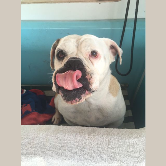 Photo of Jenni (Cat/Child/Dog Friendly)