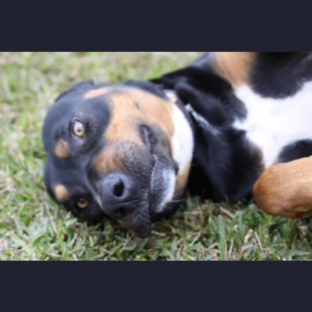 Photo of Ralph 