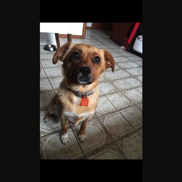 Photo of Indy