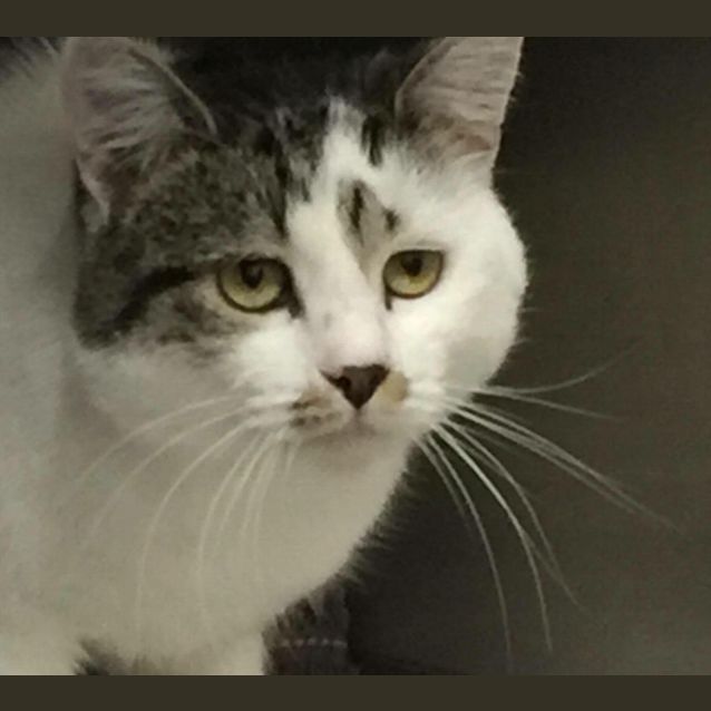 Photo of Saul (Meet Me At Nelly's Ark Fairfield)