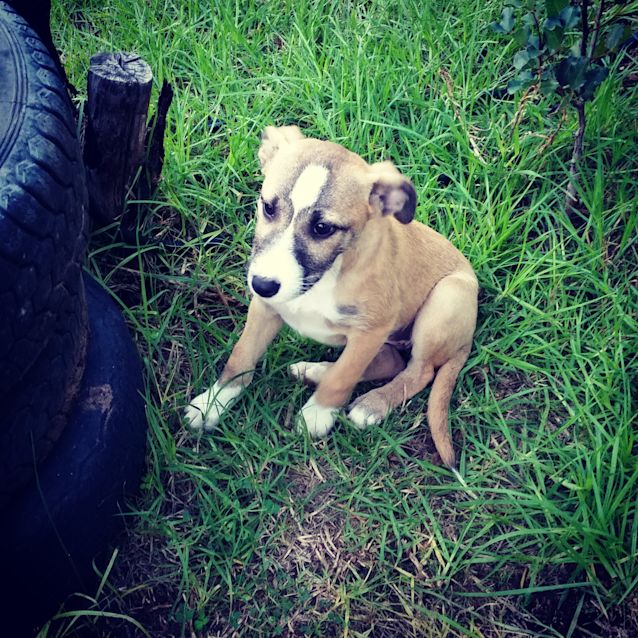 Photo of Nutmeg **Adopted**