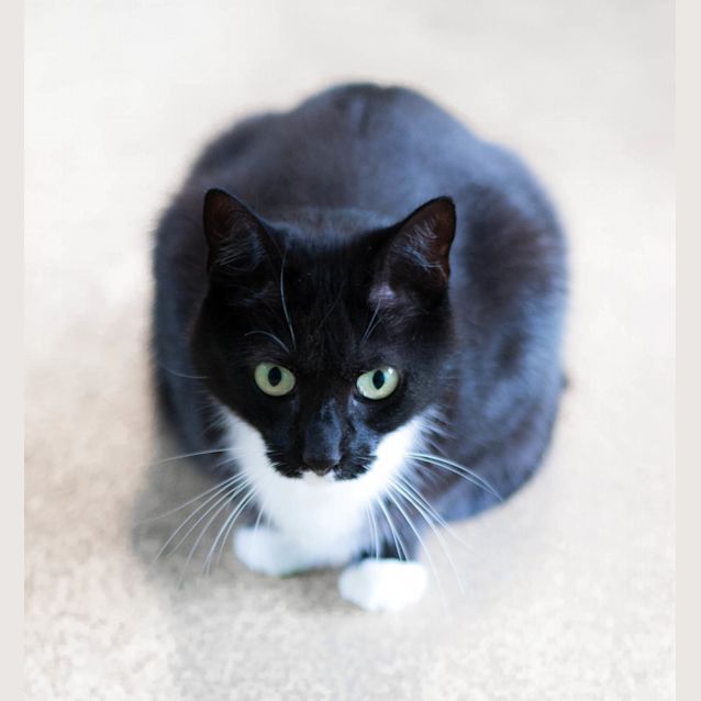 Photo of Muffin