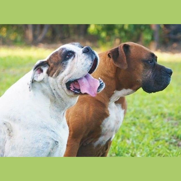Photo of Kosmo & Sultan 