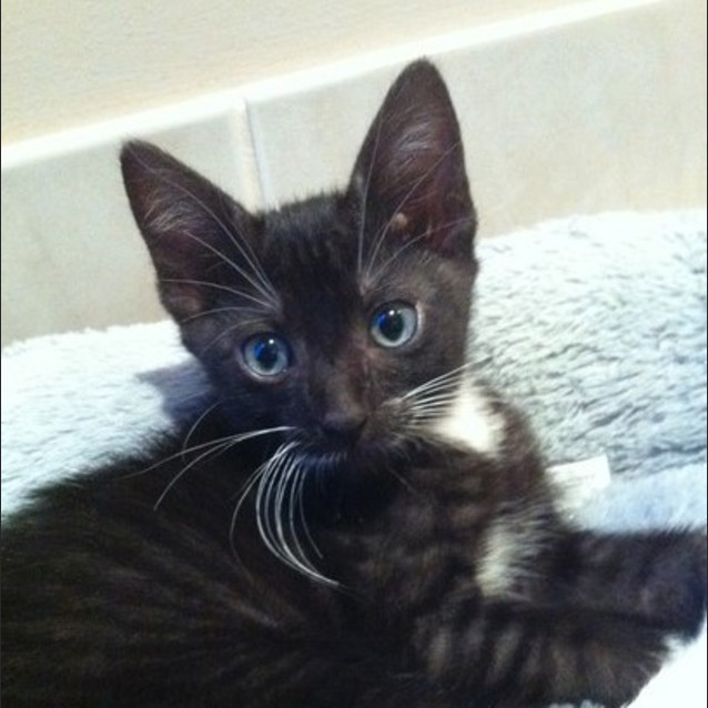 Photo of Bailey