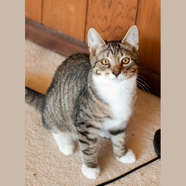 Photo of Berlioz