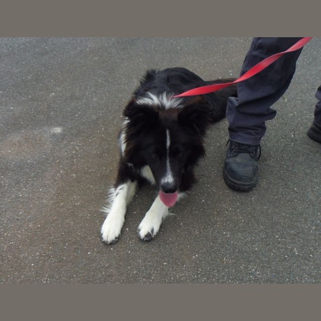 Photo of Toby