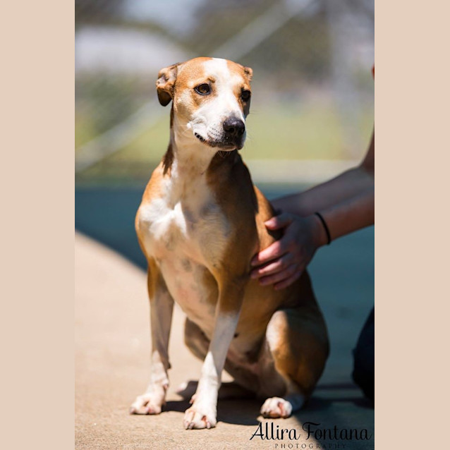 Photo of Lucy Lou (Hcc 498)