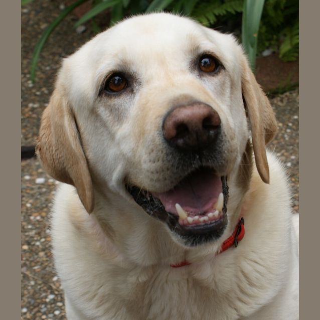 Photo of Honey