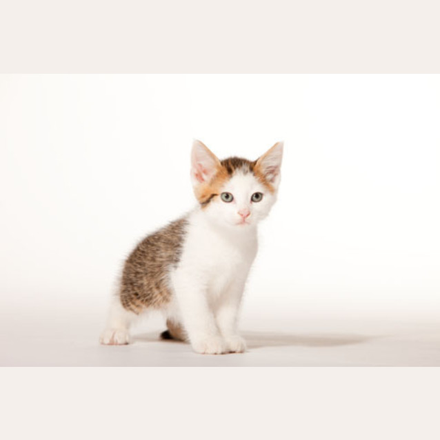 Photo of Trix