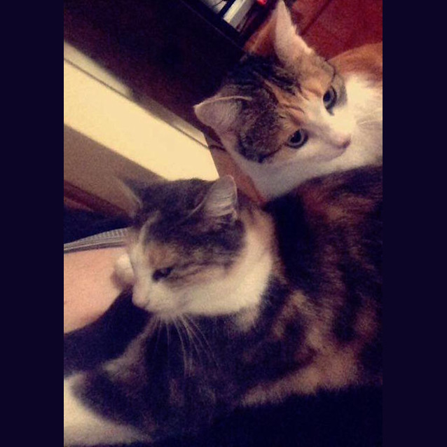 Photo of Fox And Possum