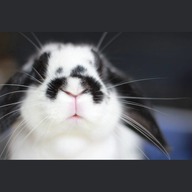 Photo of Paul Bogart