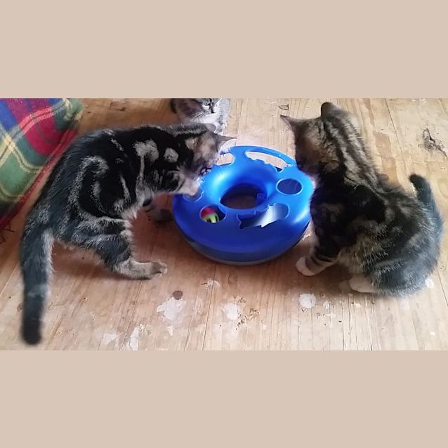 Photo of Paka   Swahili For Cat