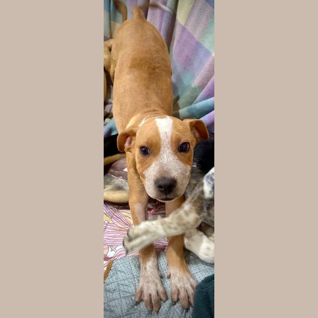 Photo of Ginger