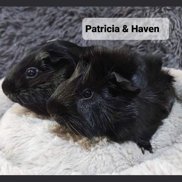 Photo of Patricia & Haven