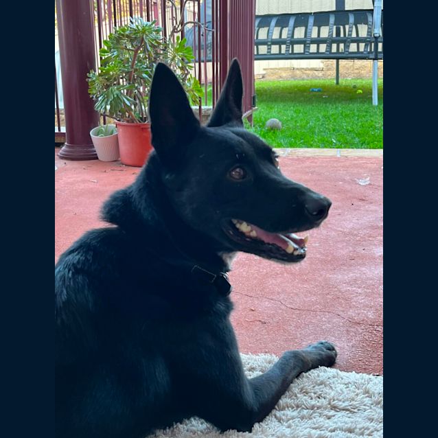 Photo of Benny   5 Year Old Kelpie (Trial 26/8/23)