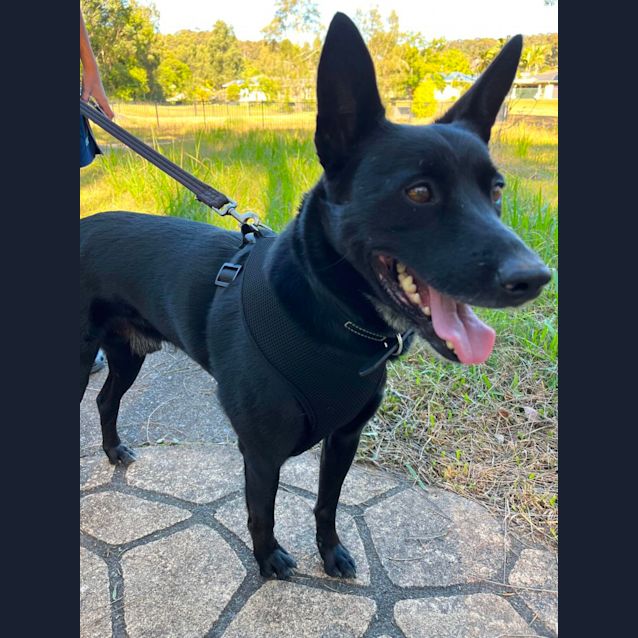 Photo of Benny   5 Year Old Kelpie (Trial 26/8/23)