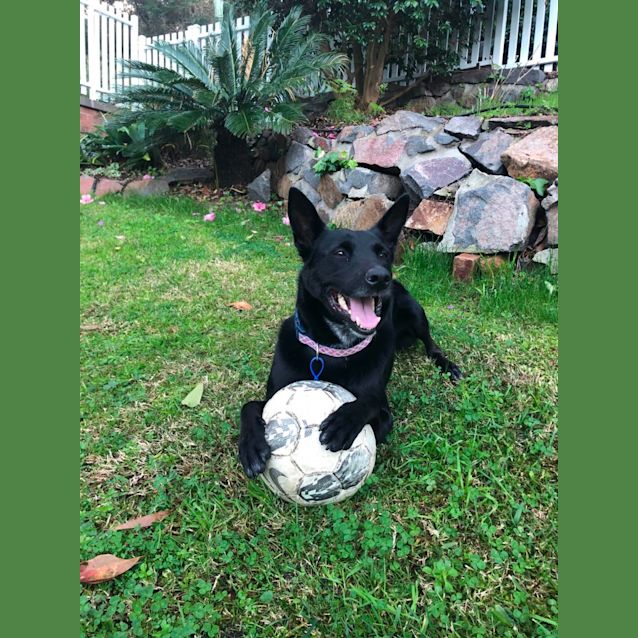 Photo of Benny   5 Year Old Kelpie (Trial 26/8/23)