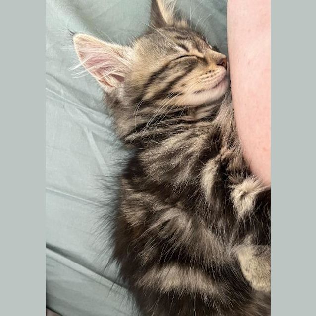 Photo of Luna