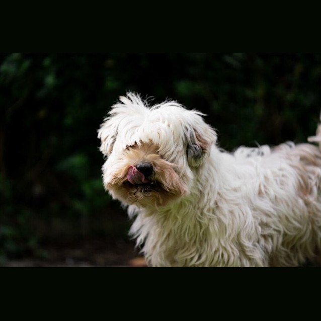 Photo of Zorro Nightingale