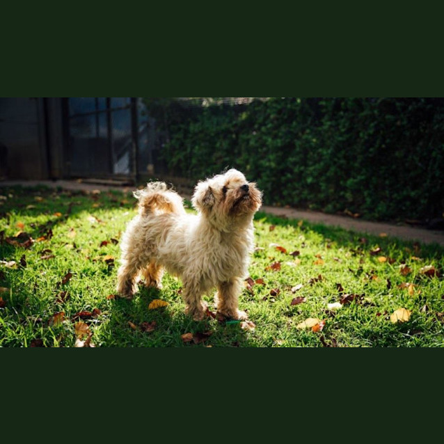 Photo of Zorro Nightingale