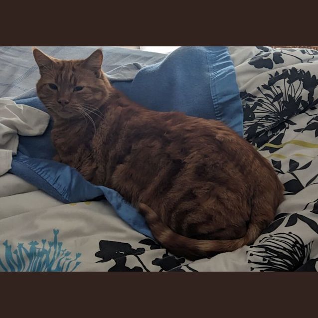 Photo of Ninji