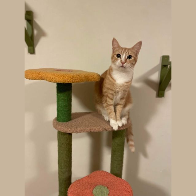 Photo of Lilo & Twitch