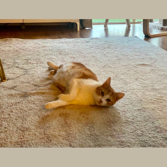 Photo of Lilo & Twitch