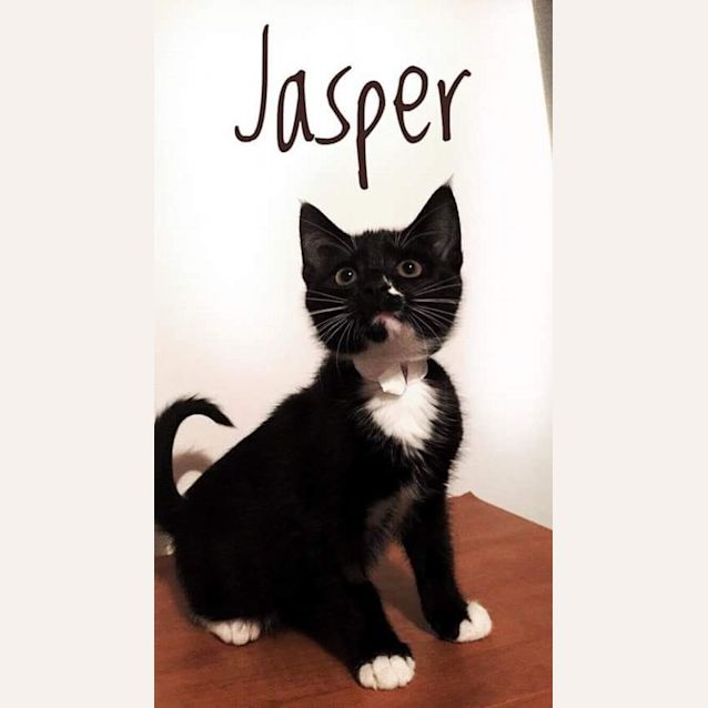 Photo of Jasper