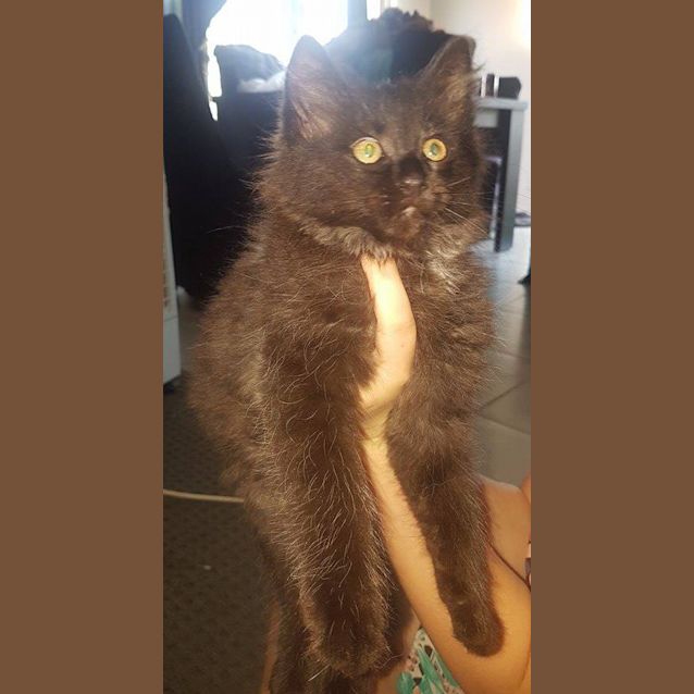 Photo of Teddy The Terrific Kitten
