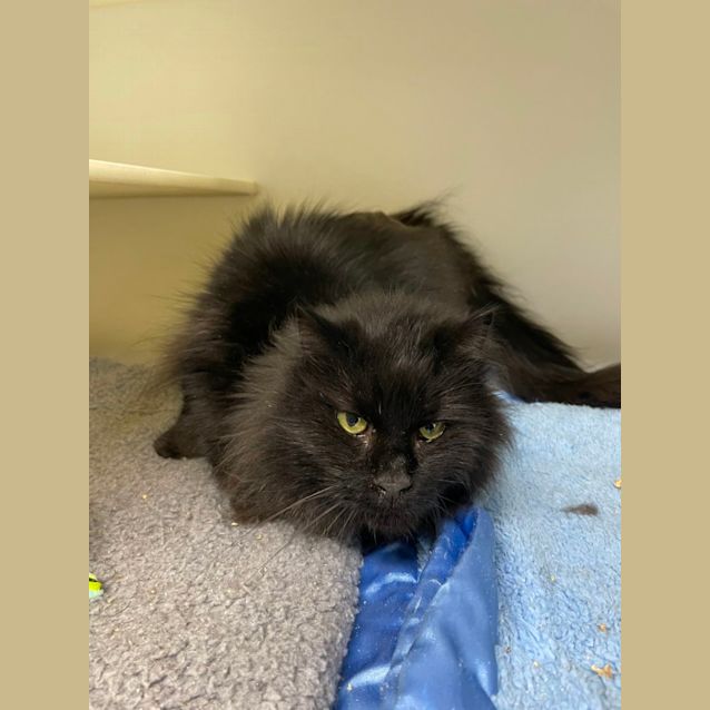 Photo of 🌠 Puss F02505 🌠