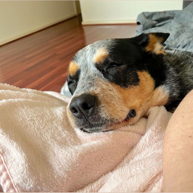Photo of Ruby