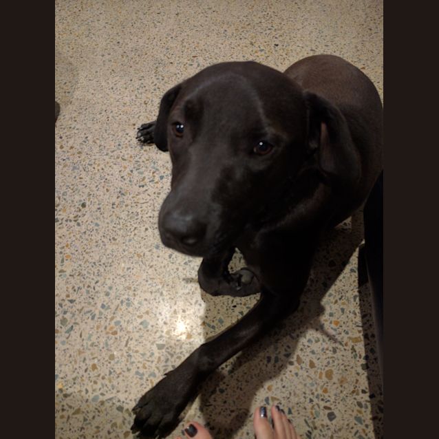 Photo of Onyx 