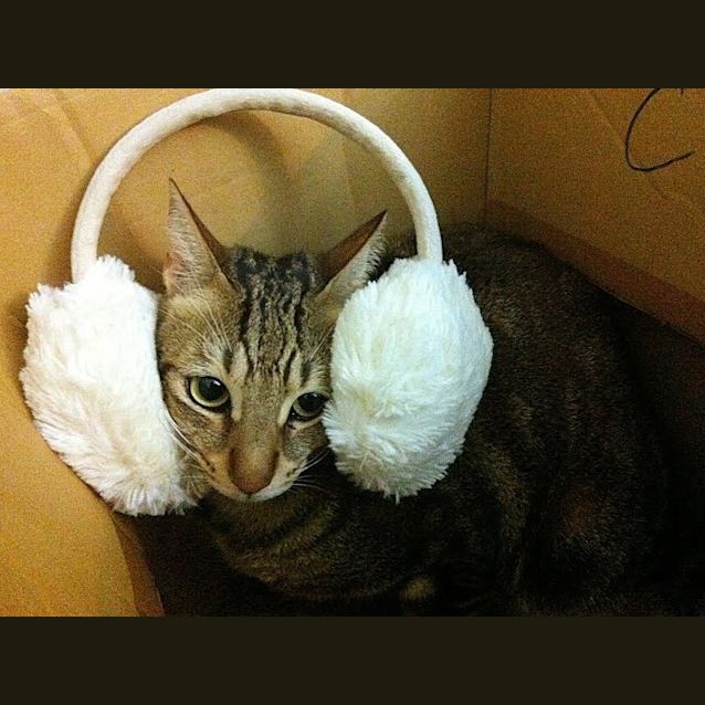 Photo of Doo Doo (Located In Preston)