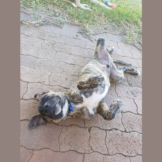 Photo of Brax ~ Male Mastiff X Puppy (On Trial 13/3/17)