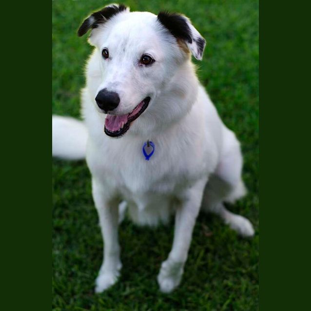 Photo of Bella ~ 3.5yo Border Collie X (On Trial 17/6/17)