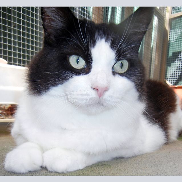 Photo of Sylvester&Topsy