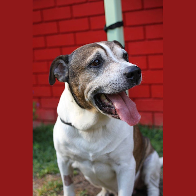 Photo of Harley