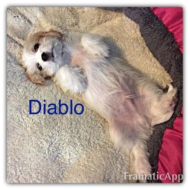 Photo of Diablo ~ Cavalier X Shih Tzu Pup (On Trial 11/5/17