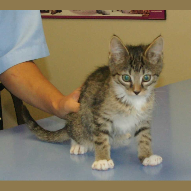 Photo of Sagittarius