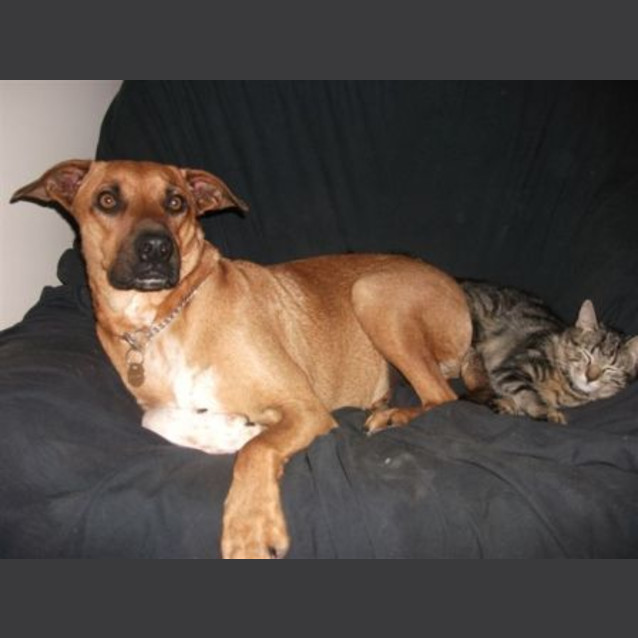 Photo of Agnetha (C1603)*Adopted*