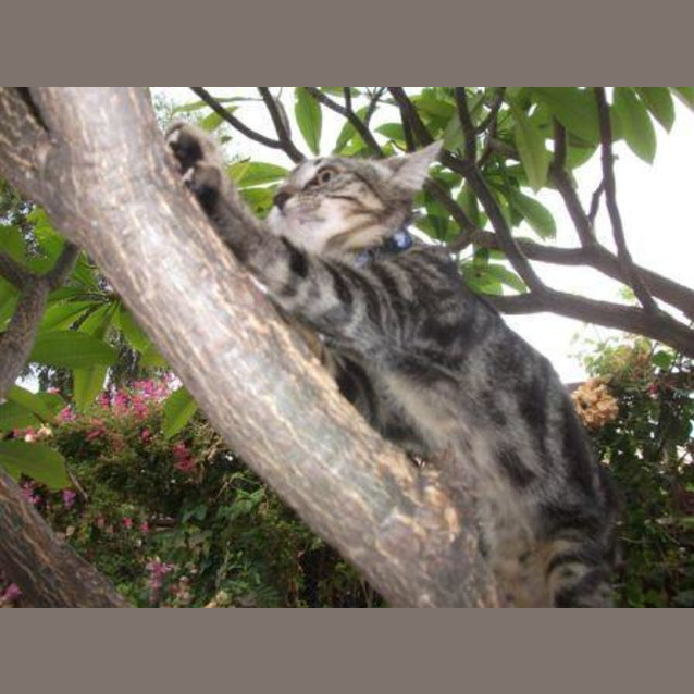 Photo of Agnetha (C1603)*Adopted*
