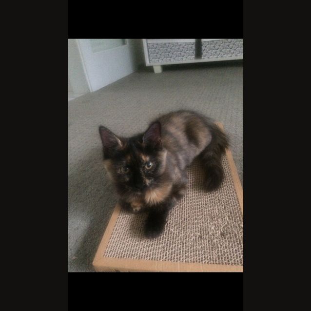 Photo of Suki