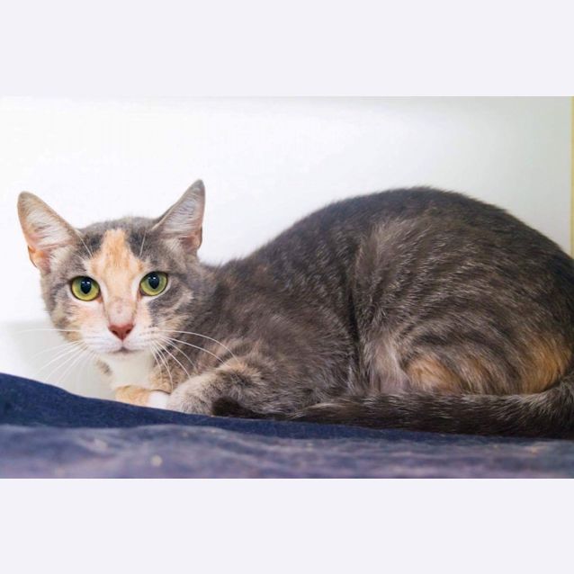 Photo of Cherry