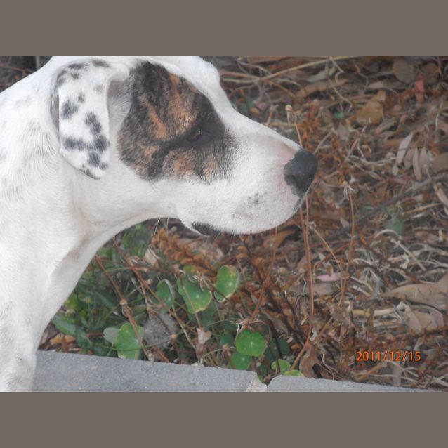 Photo of Patches   Beautiful Placid Sweetheart